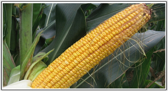 玉米颗粒饱满