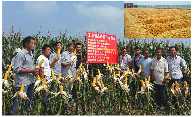 红四方玉米示范田 红四方玉米示范田