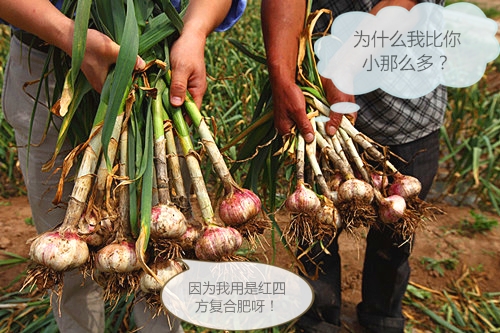 金乡大蒜 金乡大蒜