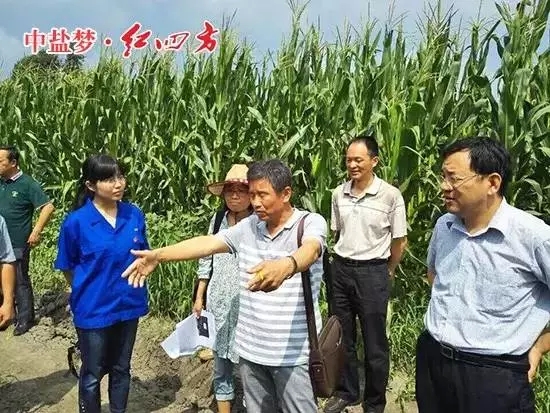 红四方缓释肥的养分一直在持续释放,作物前期不脱肥,试验效果初步展现 红四方缓释肥的养分一直在持续释放,作物前期不脱肥,试验效果初步展现