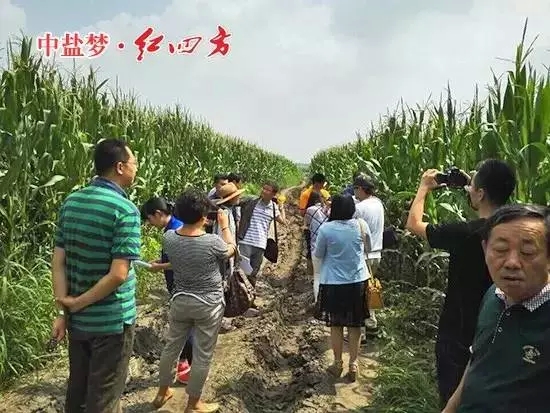 红四方缓释肥示范田验收团队正式踏上了“东北行” 红四方缓释肥示范田验收团队正式踏上了“东北行”