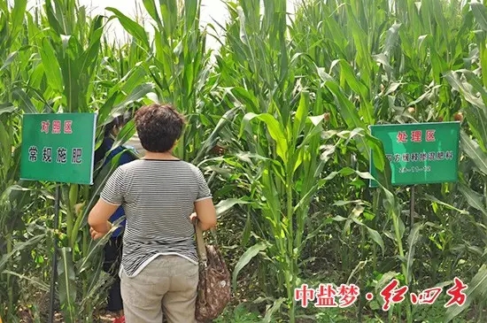 一处施用了红四方缓释肥49%(26-11-12),另一处对照组施用了其他品牌缓释肥料。 一处施用了红四方缓释肥49%(26-11-12),另一处对照组施用了其他品牌缓释肥料。