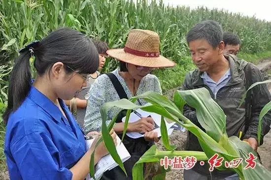 红四方缓释肥玉米示范田的处理区与对照区 红四方缓释肥玉米示范田的处理区与对照区