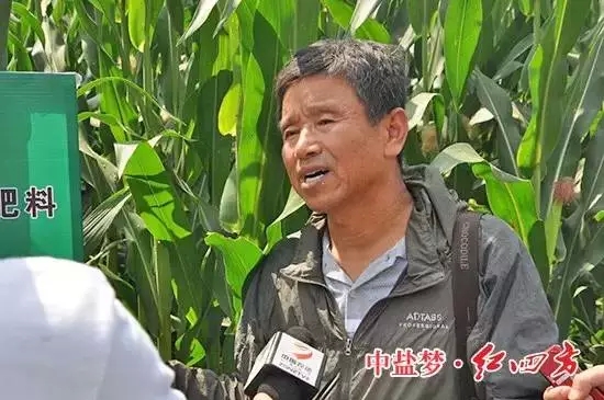 双城市农技推广中心站长罗彦平接受采访 双城市农技推广中心站长罗彦平接受采访