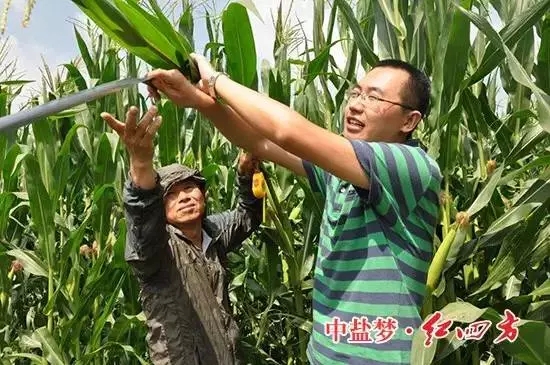 施用红四方缓释肥的玉米茎秆更加粗壮,玉米棒的发育速度快,体型较大 施用红四方缓释肥的玉米茎秆更加粗壮,玉米棒的发育速度快,体型较大