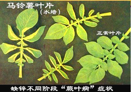 作物缺锌 作物缺锌