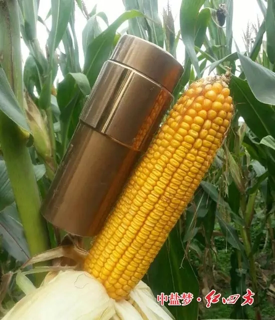 瞧，这玉米棒子，比我的茶杯还大，大家都夸&ldquo;红四方&rdquo;是好肥料，大品牌质量有保证，用得放心更省心。