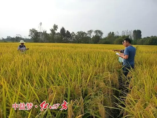 怀宁县种植业管理局副局长，黄墩农技站站长与红四方农化销售员一起查看红四方缓释肥示范田，竖起拇指夸&ldquo;好肥料，好庄稼&rdquo;！