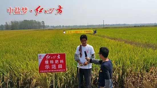 安徽长丰县水稻综合实验示范区，农户正在接受电台采访：&ldquo;红四方缓释肥用在水稻上增产效果非常明显！&rdquo;