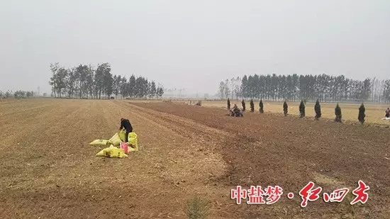 众里寻它千百度,那肥却在田间地头处!--红四方复合肥 众里寻它千百度,那肥却在田间地头处!--红四方复合肥