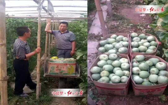 当地种植大户底肥使用了红四方51%（17-17-17）纯硫酸钾双硫基含硝态氮，追肥使用了红四方45%（16-5-24）高塔硝硫基，每7-10天滴灌或者喷施一次红四方140-75-285+2B+1Zn+60有机质液体悬浮水溶肥.