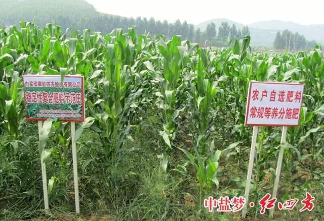 稳定性肥料在玉米上增产明显 稳定性肥料在玉米上增产明显