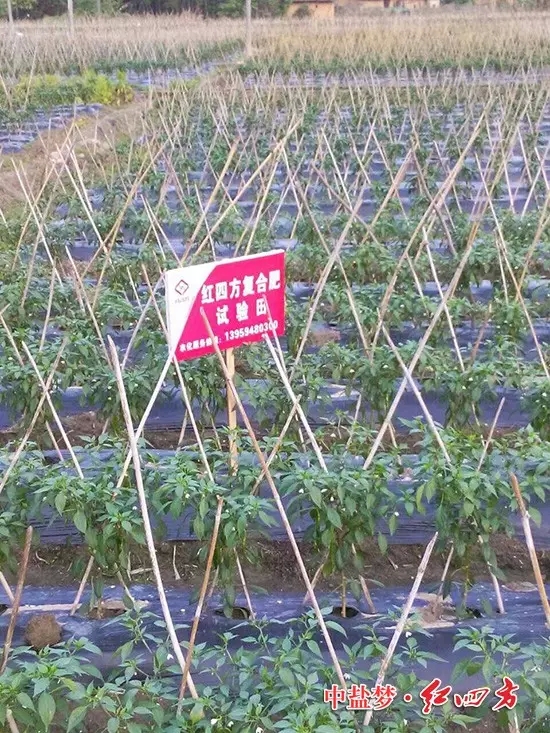 辣椒硫酸钾复合肥示范田 辣椒硫酸钾复合肥示范田