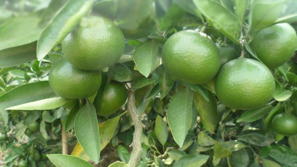 柑橘苗期用红四方硫酸钾复合肥您最佳的选择! 柑橘苗期用红四方硫酸钾复合肥您最佳的选择!