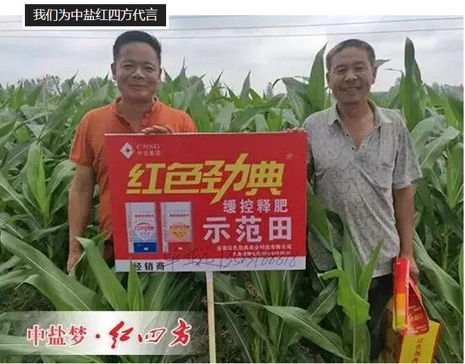 玉米施用红色劲典缓释肥,长势好 玉米施用红色劲典缓释肥,长势好