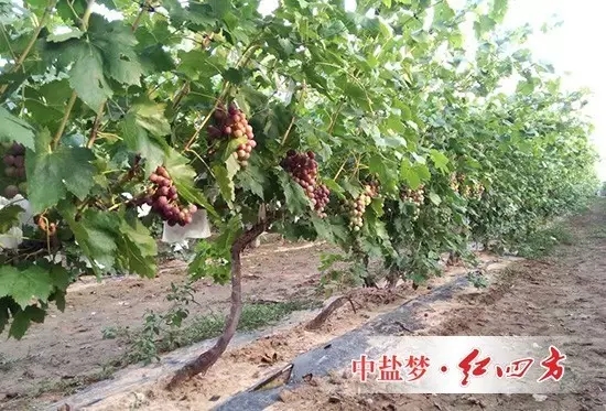 粗壮的藤条缠绕在搭好的架子上,浓绿的藤叶覆盖左右,一串串红艳艳的提子点缀其中. 粗壮的藤条缠绕在搭好的架子上,浓绿的藤叶覆盖左右,一串串红艳艳的提子点缀其中.