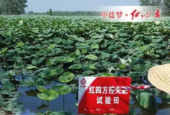 荷田长势好，荷农乐呵呵！