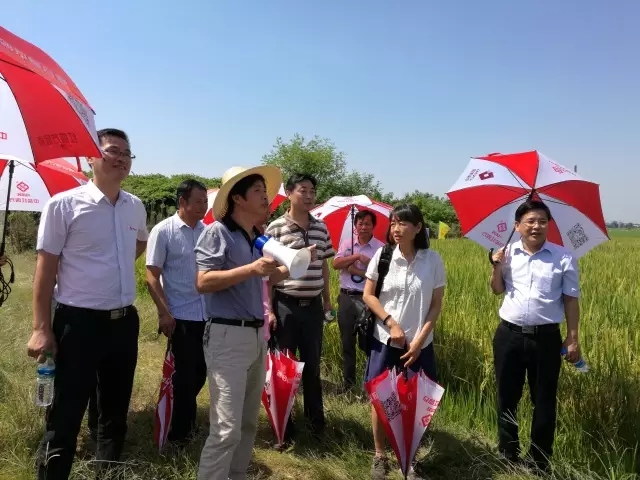 临川水稻缓释肥试验示范观摩及交流总结会 临川水稻缓释肥试验示范观摩及交流总结会