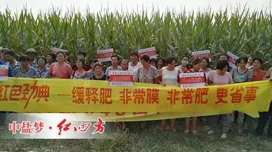 安徽萧县玉米示范田里 安徽萧县玉米示范田里