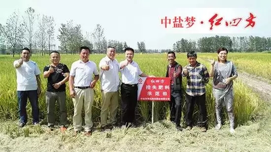 眼见为实，耳听为虚。今天，老乡们是亲眼看到了红四方控失肥的神奇效果，庄稼长得好，产量自然高。