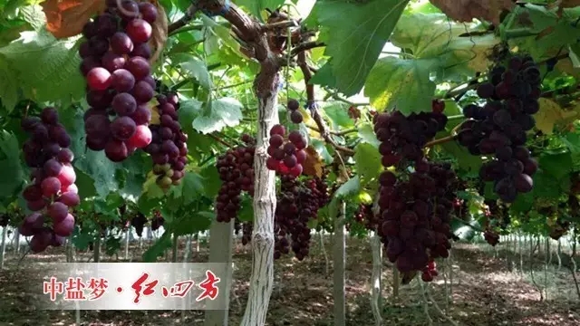 娇艳欲滴的葡萄挂满枝头 娇艳欲滴的葡萄挂满枝头