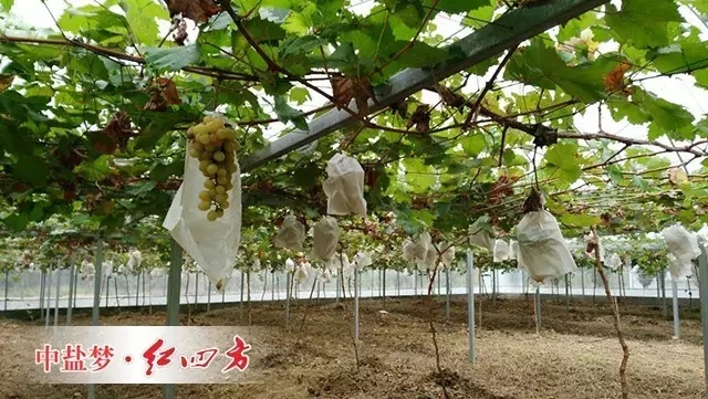 (套袋的葡萄快速生长) (套袋的葡萄快速生长)
