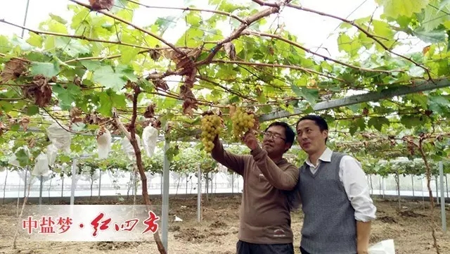 (种植基地人员(左一)正在讲解葡萄种植技术) (种植基地人员(左一)正在讲解葡萄种植技术)