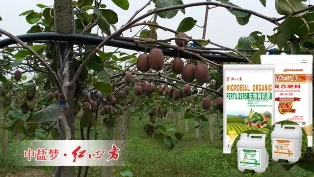 猕猴桃选用水溶性较好的红四方喷施肥,叶面喷湿,效果好。 猕猴桃选用水溶性较好的红四方喷施肥,叶面喷湿,效果好。