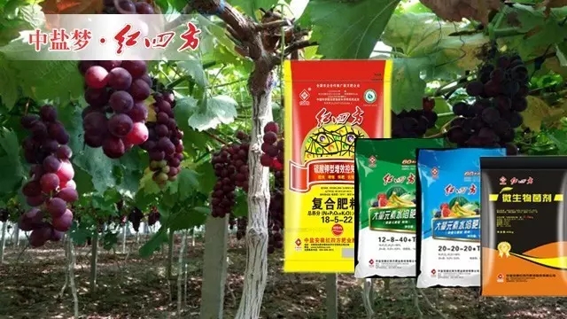 根外追肥喷施红四方水溶肥 根外追肥喷施红四方水溶肥