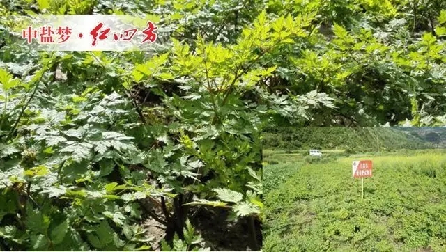 阳光充足，雨水充沛，当归长得&ldquo;枝繁叶茂&rdquo;，根茎粗壮、葱郁油亮，充满勃勃生机。