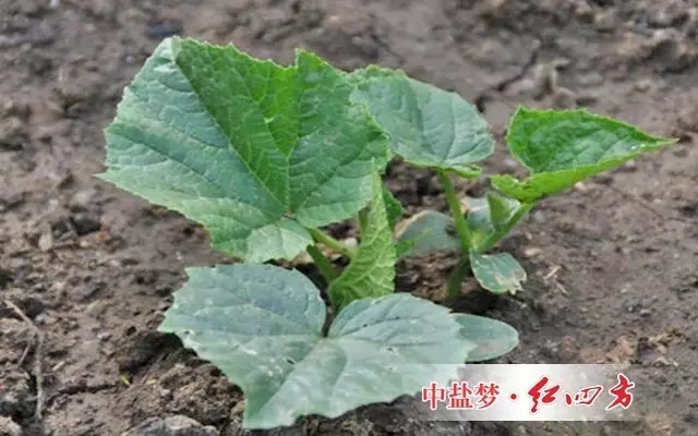 那冬天种大棚黄瓜应该咋施肥? 那冬天种大棚黄瓜应该咋施肥?