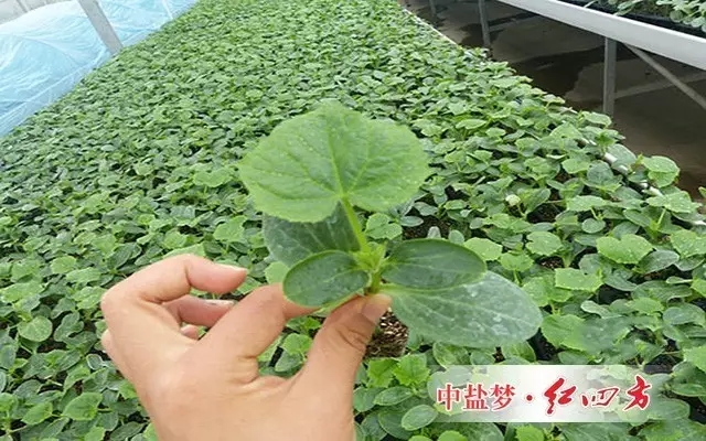 黄瓜根系浅,较为软弱,施肥浓度过高会造成烧根。黄瓜施用化肥要少吃多餐,底肥亩施二铵25~30公斤,硫酸钾23~27公斤。 黄瓜根系浅,较为软弱,施肥浓度过高会造成烧根。黄瓜施用化肥要少吃多餐,底肥亩施二铵25~30公斤,硫酸钾23~27公斤。