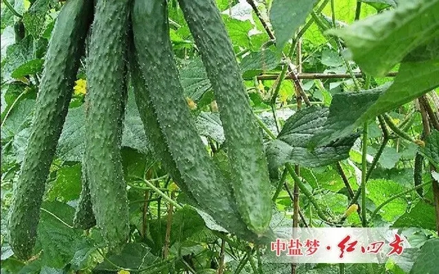 是一种提升光合作用产能营养物质和叶绿素、高级环保型植物增肥、增产、增色、叶片肥厚、干茎强壮的复合药膜 是一种提升光合作用产能营养物质和叶绿素、高级环保型植物增肥、增产、增色、叶片肥厚、干茎强壮的复合药膜
