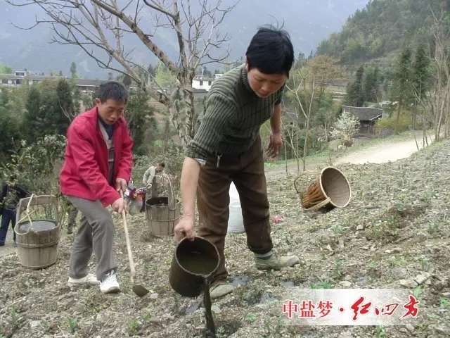白术种植过程中下地施肥
