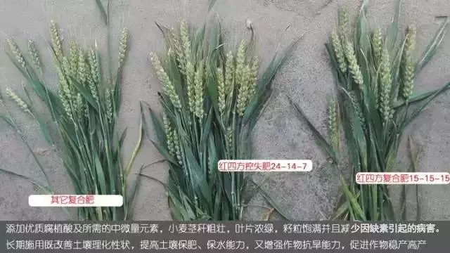 作物缺素表现 作物缺素表现