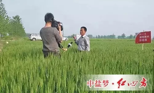 2015年4月30日,安徽三农记者走进安徽阜南的一块红四方缓释肥小麦示范田。 2015年4月30日,安徽三农记者走进安徽阜南的一块红四方缓释肥小麦示范田。