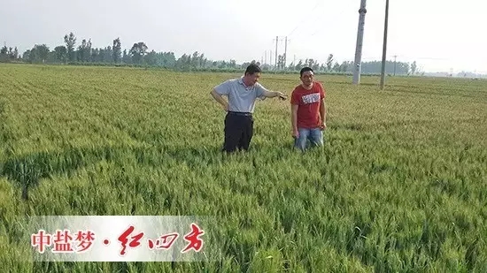 2015年8月28日,山东南皮县聚丰种业,小麦使用了劲霸48%(20-20-8)小麦专用配方肥和红四方45%(18-22-5)小麦肥后,籽粒更加饱满,丰收在望,李老板喜不自胜。 2015年8月28日,山东南皮县聚丰种业,小麦使用了劲霸48%(20-20-8)小麦专用配方肥和红四方45%(18-22-5)小麦肥后,籽粒更加饱满,丰收在望,李老板喜不自胜。