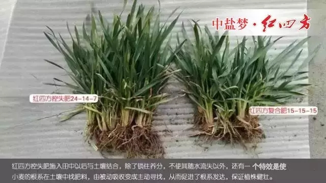 2016年3月7日,山东省青州市刘经理经销红四方肥料多年,通过试验对比,他发现施用红四方增效控失肥的小麦,从苗期开始,根系发达,植株长势健壮,叶片浓绿;到穗期,秸秆壁厚粗壮,麦穗粗大籽粒饱满,亩产量提高10-17%。 2016年3月7日,山东省青州市刘经理经销红四方肥料多年,通过试验对比,他发现施用红四方增效控失肥的小麦,从苗期开始,根系发达,植株长势健壮,叶片浓绿;到穗期,秸秆壁厚粗壮,麦穗粗大籽粒饱满,亩产量提高10-17%。