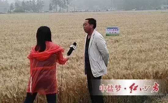 2016年6月13日,某电视台农业栏目记者走进江苏金湖对红四方控失肥在小麦作物上的效果做了一次实地探访,因红四方控失肥的‘缩水松土、增产增收’效果。 2016年6月13日,某电视台农业栏目记者走进江苏金湖对红四方控失肥在小麦作物上的效果做了一次实地探访,因红四方控失肥的‘缩水松土、增产增收’效果。